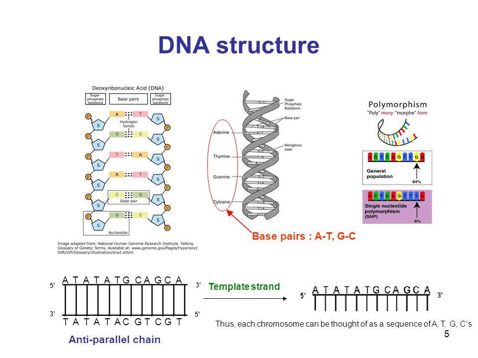 Discovery of the structure of DNA